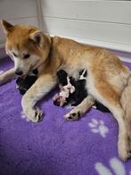 Geboren pups van japase akita x husky  en papa samojeed, Dieren en Toebehoren, 8 tot 15 weken, Meerdere, Meerdere dieren, Nederland