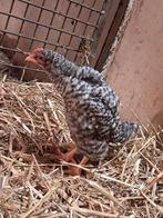 Noord hollandes blauwe hanen