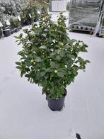 Camelia struik 80-100cm - Diverse kleuren, Ophalen, Overige soorten, Struik, Minder dan 100 cm