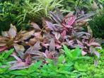 Cryptocoryne Flamingo, Dieren en Toebehoren, Vissen | Aquaria en Toebehoren, Nieuw, Plant(en), Steen of Hout, Ophalen of Verzenden