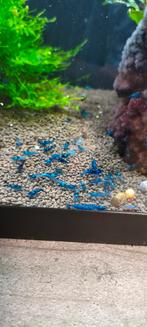Niet effen blue dream garnalen, Dieren en Toebehoren, Vissen | Aquariumvissen, Kreeft, Krab of Garnaal, Zoetwatervis, Schoolvis