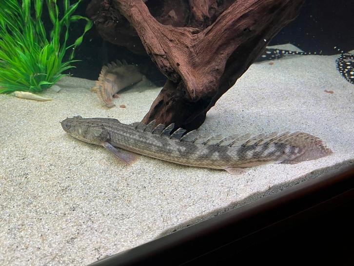 Polypterus endlicheri - kwastvinsnoek, Dieren en Toebehoren, Vissen | Aquariumvissen, Zoetwatervis, Vis, Schoolvis