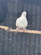 Pauwstaart duiven, Meerdere dieren, Postduif