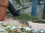 Corydoras sterbai groot klein mix, Dieren en Toebehoren, Vissen | Aquariumvissen, Vis, Zoetwatervis, Schoolvis