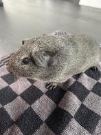 Zilver agouti,  beertje cavia, raszuiver, Dieren en Toebehoren, Knaagdieren, Mannelijk, Cavia, Na 1 juli 2024, Tam