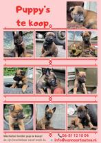 mechelseherder  pups, Dieren en Toebehoren, Overige rassen, Meerdere, Meerdere dieren, Nederland