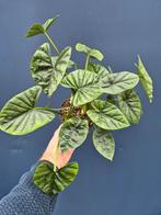 Alocasia Lukiwan p14