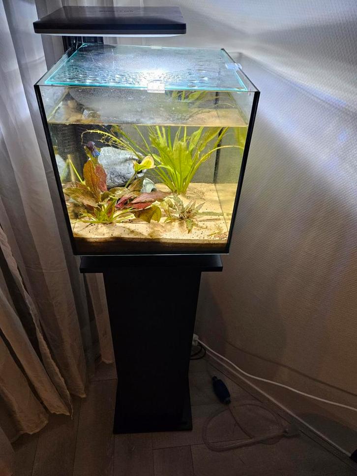 Compleet aquarium, Dieren en Toebehoren, Vissen | Aquaria en Toebehoren, Zo goed als nieuw, Gevuld zoetwateraquarium, Ophalen