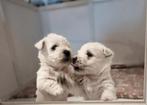 Nog 1 reutje West highland white terrier, Dieren en Toebehoren, Honden | Jack Russells en Terriërs, België, Particulier, Rabiës (hondsdolheid)