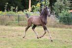 Kwaliteitsvolle merrie en veulen te koop!, Dieren en Toebehoren, Merrie, Dressuurpaard, 0 tot 2 jaar