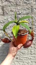 Nepenthes mira, Huis en Inrichting, Kamerplanten, Overige soorten, Minder dan 100 cm, Bloeiende kamerplant, Halfschaduw