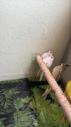 Mooi koppel diamantduiven, Dieren en Toebehoren, Vogels | Overige Vogels, Meerdere dieren