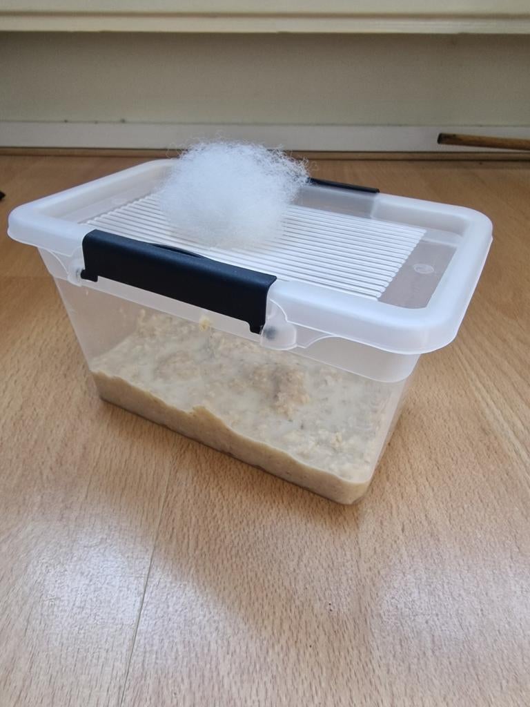 Microwormen aquarium visvoer, Dieren en Toebehoren, Ophalen of Verzenden