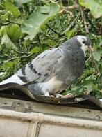 Jonge tilduiven, Dieren en Toebehoren, Vogels | Duiven, Geslacht onbekend