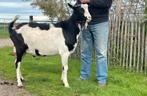 Te koop hoornloze 2-jarige zwart-bonte bok, Dieren en Toebehoren, Schapen, Geiten en Varkens