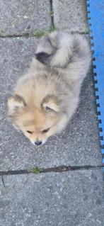 Dwergkees| pomeranian| bearface| uniek brindle merle teefje, Dieren en Toebehoren, 8 tot 15 weken, Teef, Eén hond, Nederland