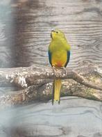 Bourke parkieten, elegant parkiet en kwartels, Dieren en Toebehoren, Vogels | Parkieten en Papegaaien, Meerdere dieren, Parkiet