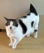 WEGENS VERHUIZING SUPERLIEVE POES AANGEBODEN, Poes, Kortharig, 6 jaar of ouder