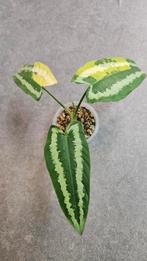 Schismatoglottis Wallichii Variegata, Ophalen of Verzenden, Halfschaduw, Minder dan 100 cm