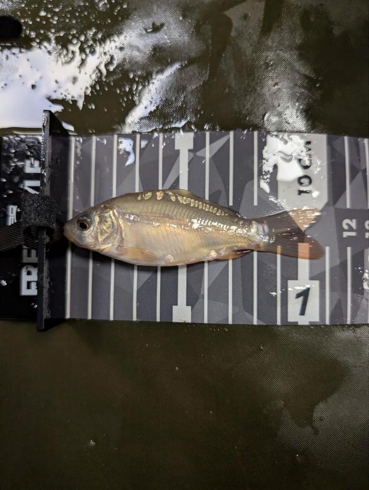 Franse spiegel karpers snelgroeiers, karper (koi), Dieren en Toebehoren, Vissen | Vijvervissen, Karper of Koi