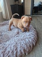 Prachtige American Bully pup!, Dieren en Toebehoren, 8 tot 15 weken, Teef, Bulldog, Eén hond