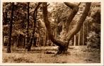 Bosgezicht - Austerlitz, Verzamelen, Ansichtkaarten | Nederland, Verzenden, 1920 tot 1940, Gelopen, Utrecht