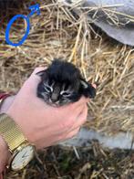 SUPER liefe Boerderij kittens!!, Dieren en Toebehoren, Katten en Kittens | Overige Katten, Meerdere dieren