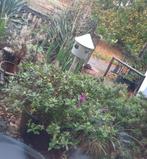 Tuinplanten, Tuin en Terras, Planten | Tuinplanten, Ophalen, Vaste plant, Overige soorten, Halfschaduw