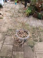 Dwergsering in pot., Ophalen, Minder dan 10 meter