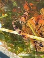 Racoon garnalen op leidingwater, Dieren en Toebehoren, Vissen | Aquariumvissen