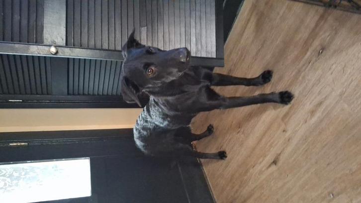 mechelse herders teefje van 15-01-2025, Dieren en Toebehoren, Honden | Herdershonden en Veedrijvers, Teef, Herder, Particulier