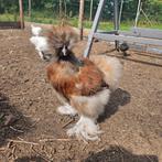 Jonge zijdehoen haan, Dieren en Toebehoren, Mannelijk, Kip