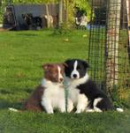 Lieve raszuivere border collie showlijn pups mogen verhuizen, Dieren en Toebehoren, 8 tot 15 weken, Collie, CDV (hondenziekte)