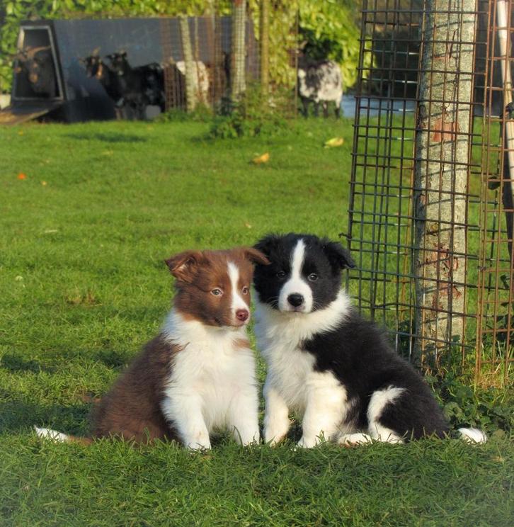 Lieve raszuivere border collie showlijn pups mogen verhuizen, Dieren en Toebehoren, Honden | Herdershonden en Veedrijvers, Meerdere dieren