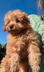 Pomapoo pups, Overige rassen, CDV (hondenziekte), 8 tot 15 weken, Meerdere