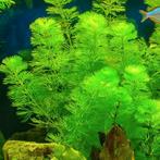 cabomba zuurstof plantjes aquarium en vijver, Dieren en Toebehoren, Ophalen, Nieuw, Plant(en), Steen of Hout