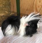 Jong cavia mannetje (peruvian x borstel), Mannelijk, Cavia, Na 1 juli 2024