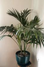 Kentia Palm (Howea forsteriana) - Prachtige kamerplant, Ophalen, Palm, Halfschaduw, In pot