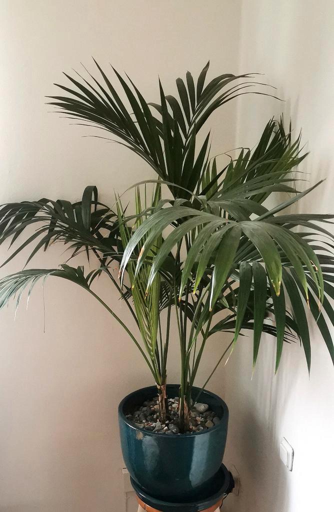 Kentia Palm (Howea forsteriana) - Prachtige kamerplant, Huis en Inrichting, Kamerplanten, Palm, Minder dan 100 cm, Groene kamerplant