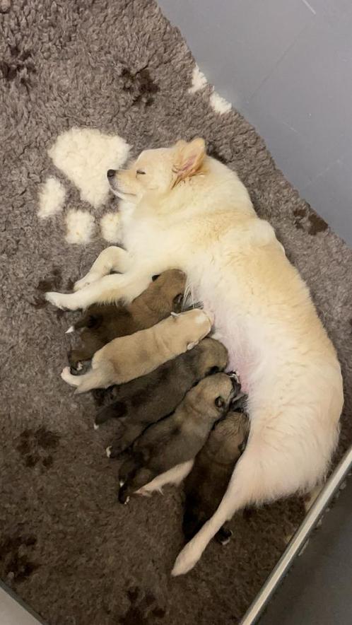 Prachtige Pomsky pups, Dieren en Toebehoren, Honden | Poolhonden, Keeshonden en Oertypen, Meerdere dieren, Overige rassen, Particulier