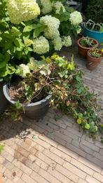 wilde wingerd, Ophalen of Verzenden, Zomer, Overige soorten, Volle zon