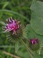 Zaden Arctium minus, Ophalen of Verzenden, Zaad