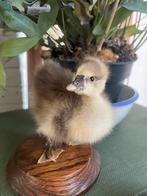 Mooi opgezet brandgansje, Ophalen of Verzenden, Zo goed als nieuw, Opgezet dier