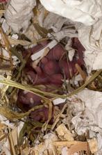 Baby hamsters, Dieren en Toebehoren, Knaagdieren, Hamster, Augustus, Geslacht onbekend, Tam