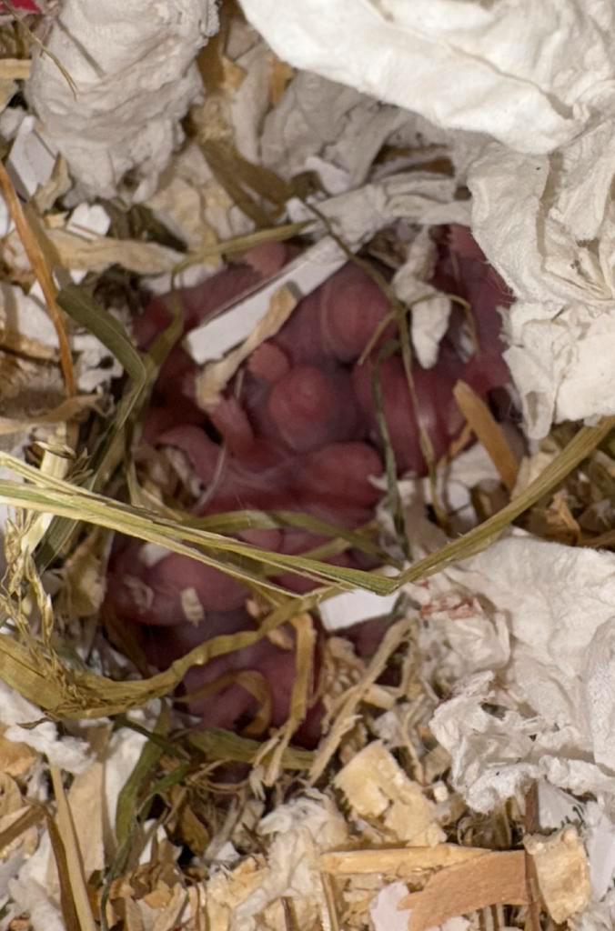 Baby hamsters, Dieren en Toebehoren, Knaagdieren, Geslacht onbekend, Hamster, Augustus, Tam