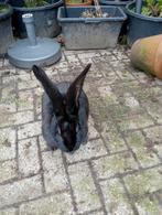 Vlaamse reus, Dieren en Toebehoren, Katten en Kittens | Overige Katten, Poes