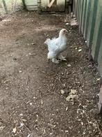 Brahma isabel haan, Dieren en Toebehoren, Pluimvee