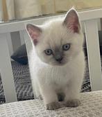 Britse korthaar Kitten (mogen gelijk mee.), Dieren en Toebehoren, Katten en Kittens | Raskatten | Korthaar, Poes