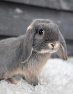 Minilop rammetje, Dieren en Toebehoren, Konijnen, Meerdere dieren, Klein, Hangoor, 0 tot 2 jaar