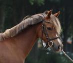 Lieve springpony, Dieren en Toebehoren, Pony's, Ruin, B pony (1.17m tot 1.27m), 7 tot 10 jaar